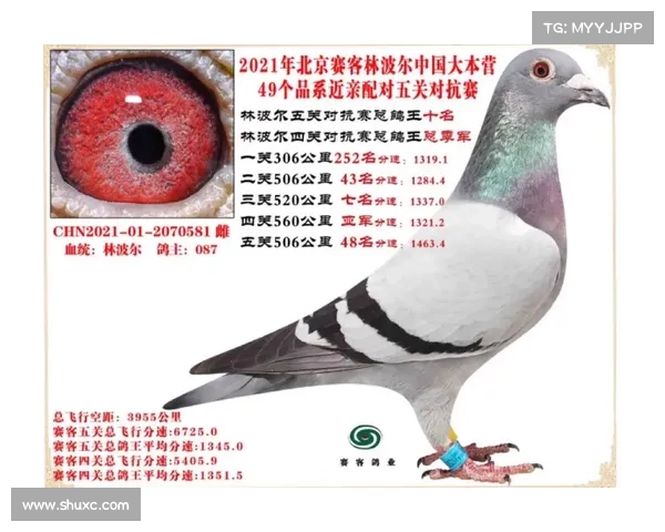 博利赛鸽俱乐部成绩 博利赛鸽俱乐部成绩
